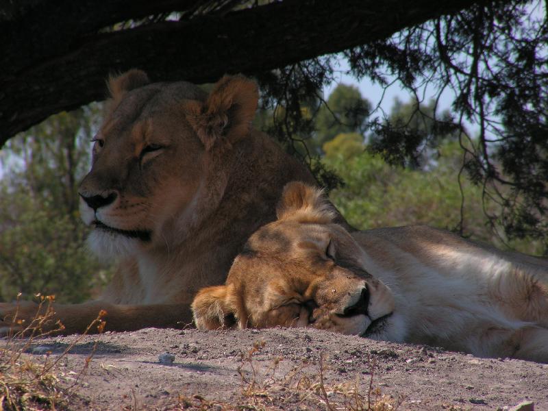 6748 Africam Safari 